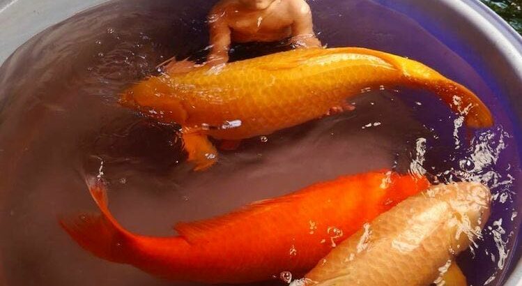 Arowana Fish