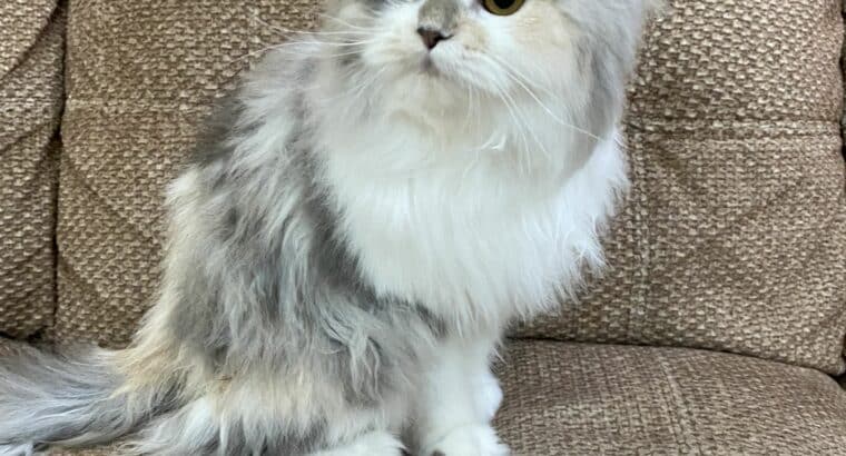 Female cat for adoption