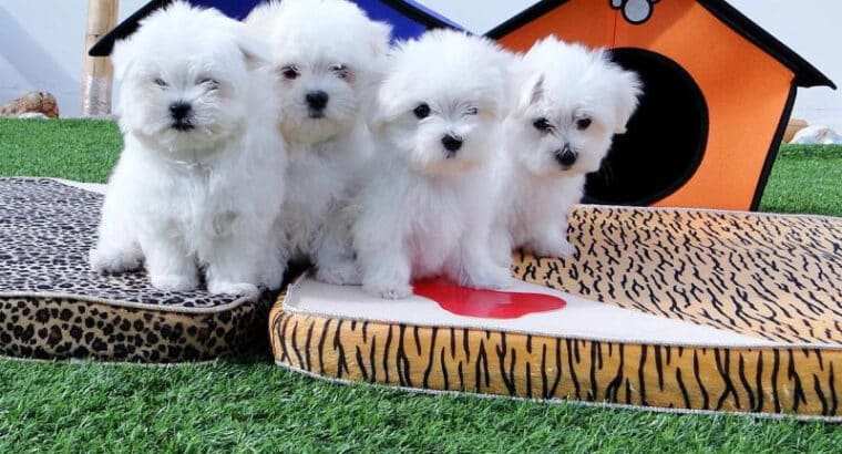 Maltese Puppies for adoption