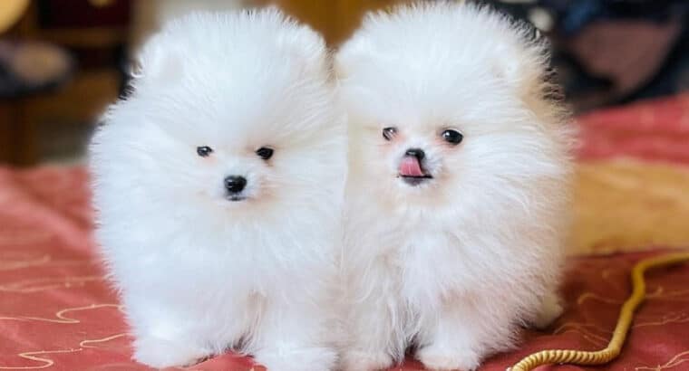 Pomeranian Puppies for adoption