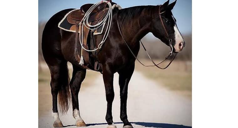 Big gentle Black Quarter Horse Gelding