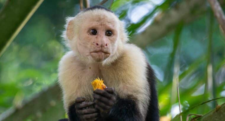 Charming Capuchin Monkeys
